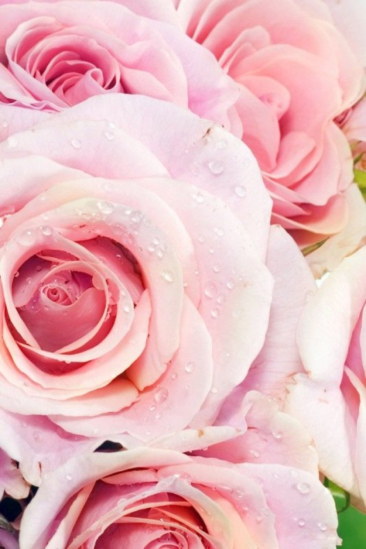 Бело розовые цветы