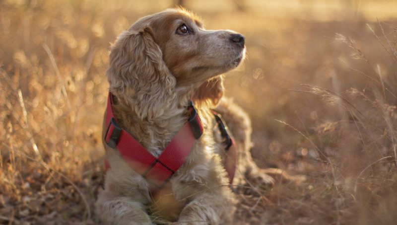 Золотистый кокер спаниель