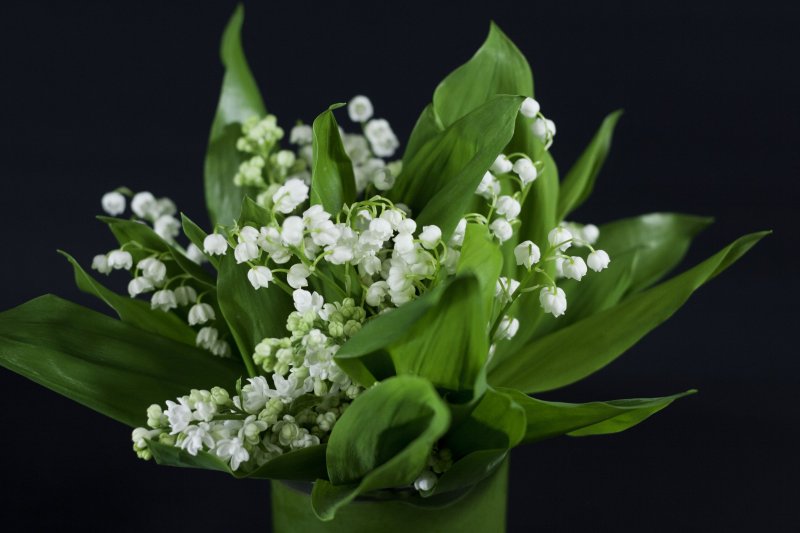 Ландыш серебристый цветок