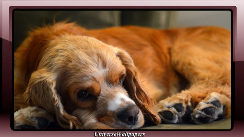 Американский кокер спаниель