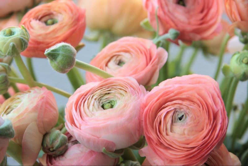 Ранункулюс пионовидный Лютик