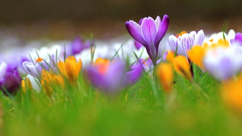 Весна природа