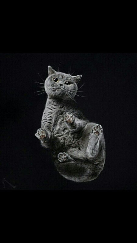 Кошка на заставку