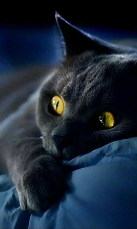 Черная кошка