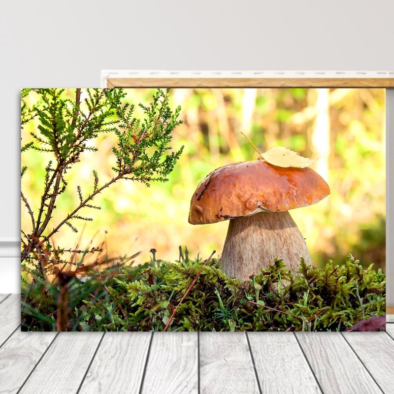 Луговой белый гриб