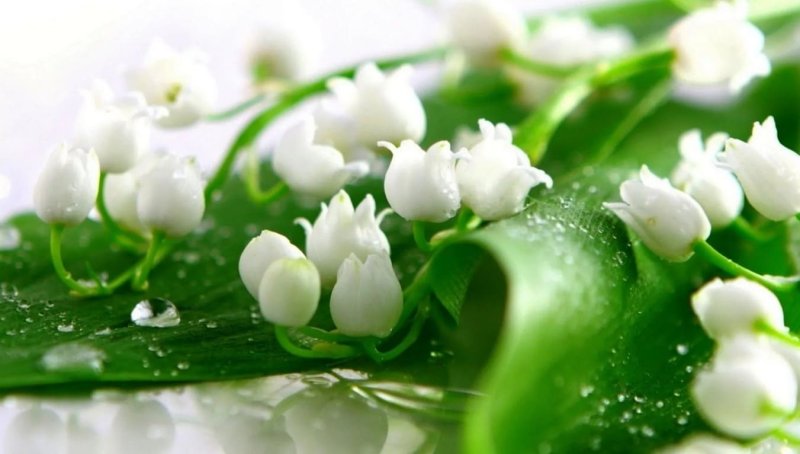 Весна Ландыши