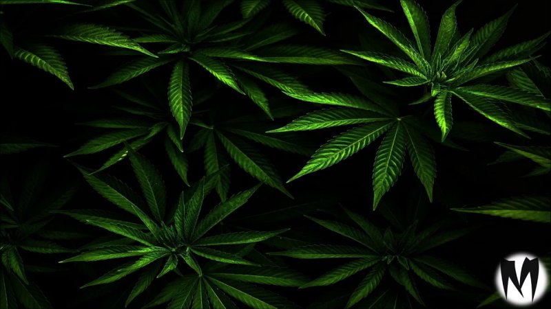 Marixuanna фон