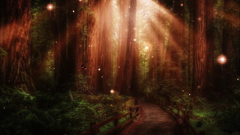 Волшебный лес