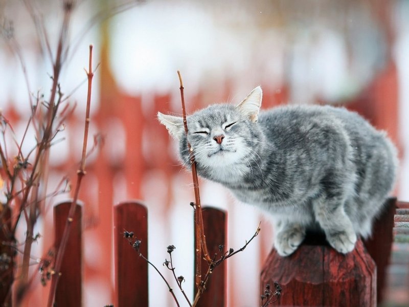 Весенние коты