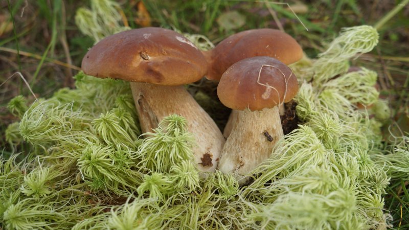 Осенние грибы