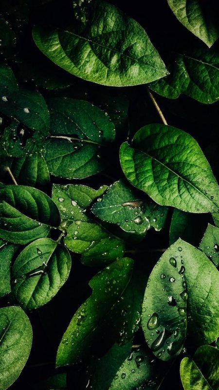 Капельки на листьях