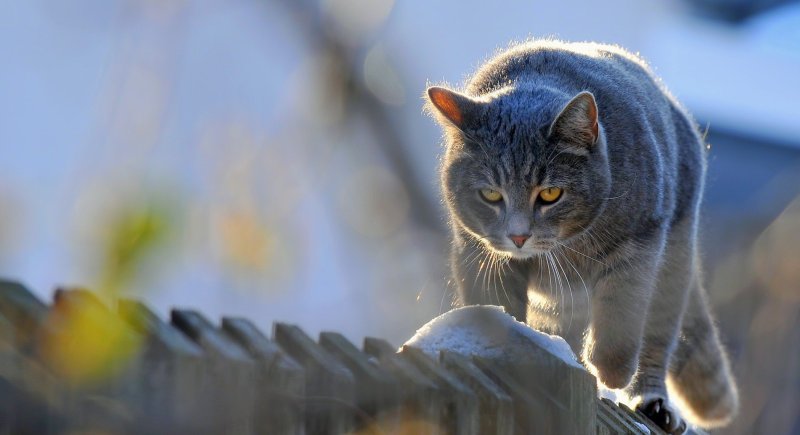 Котики на рабочий стол в хорошем качестве