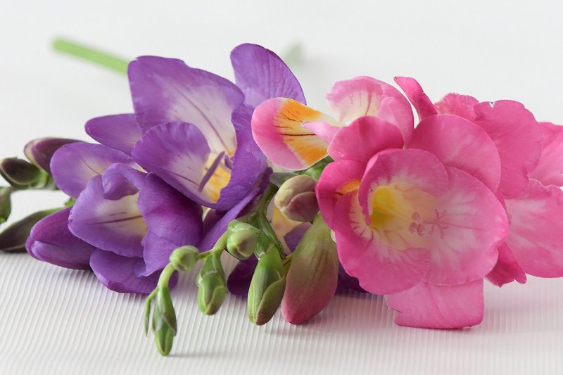 Фрезия махровая Пинк