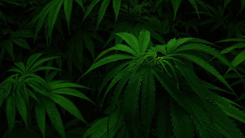 Канабис 4к