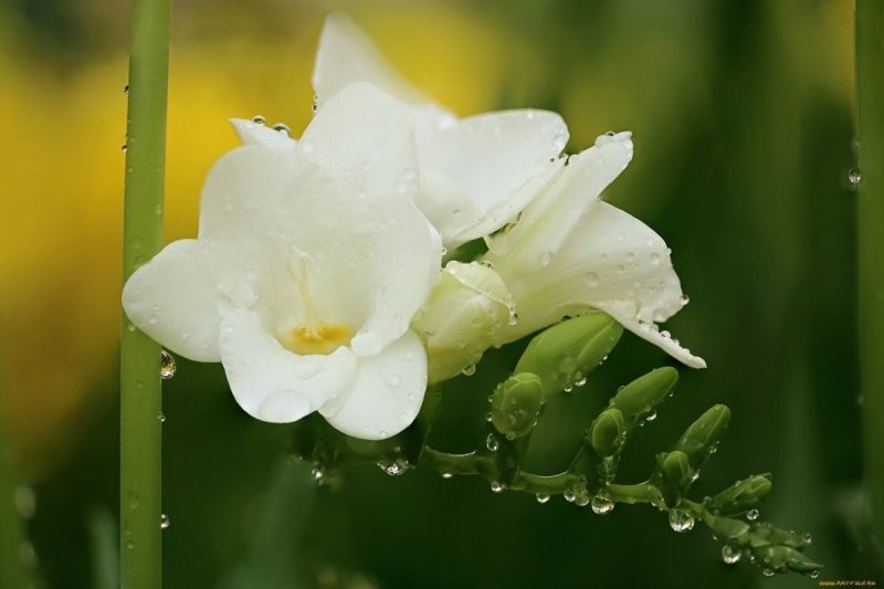 Белая фрезия цветок