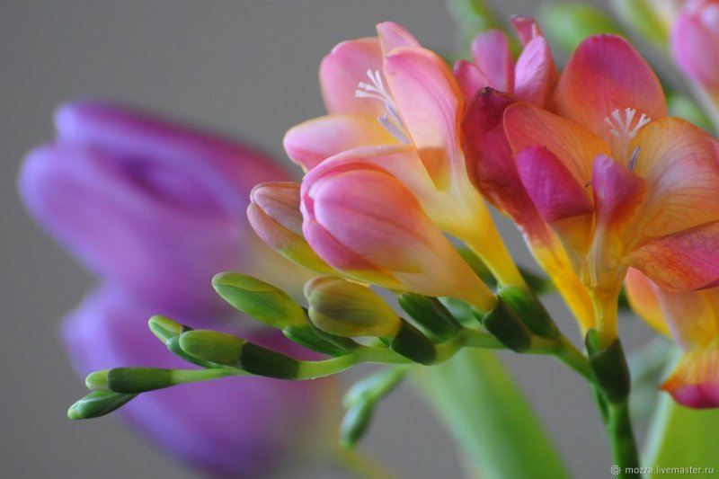 Фрезия (Freesia)