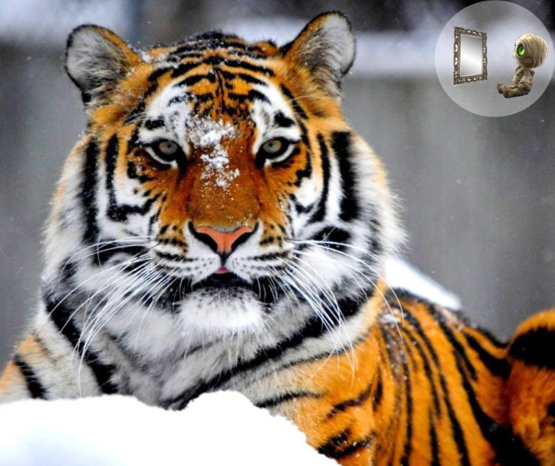 Амурский тигр фото