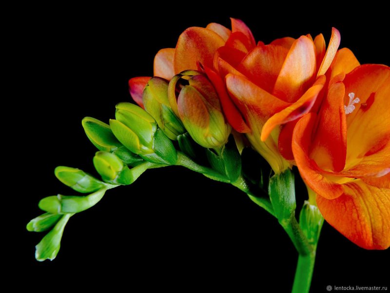 Фрезия Double Red