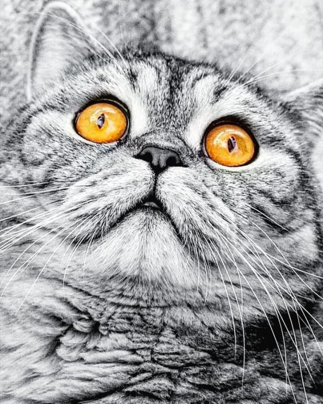 Кошка на заставку