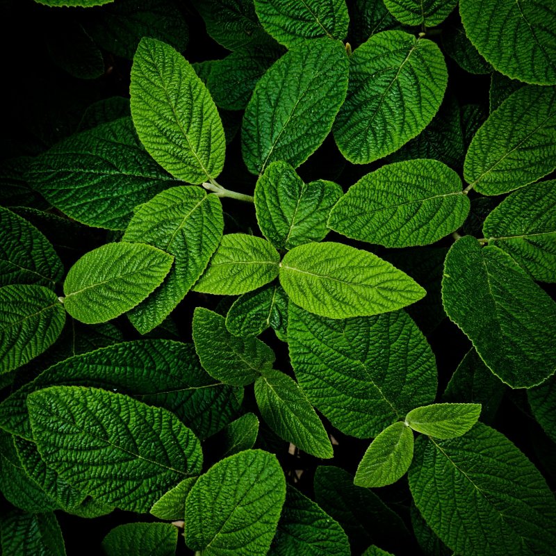 Темно зеленые листья