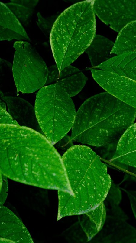 Красивые листья растений