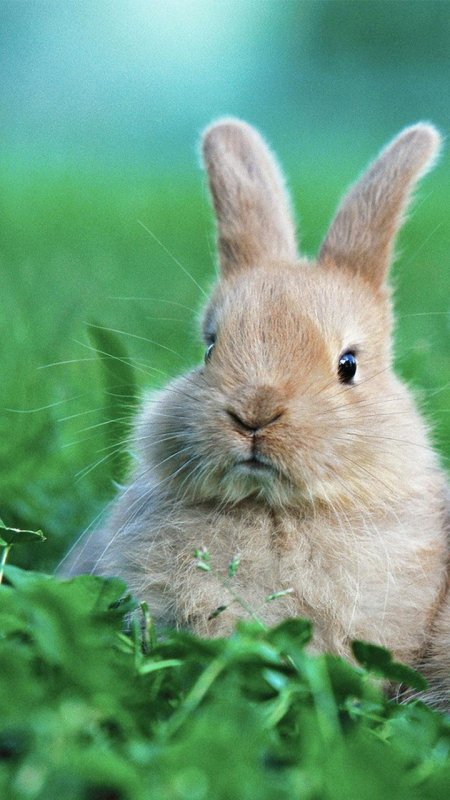 Красивый кролик