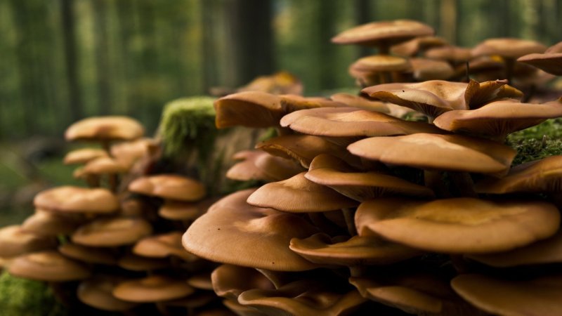 Грибы в природе