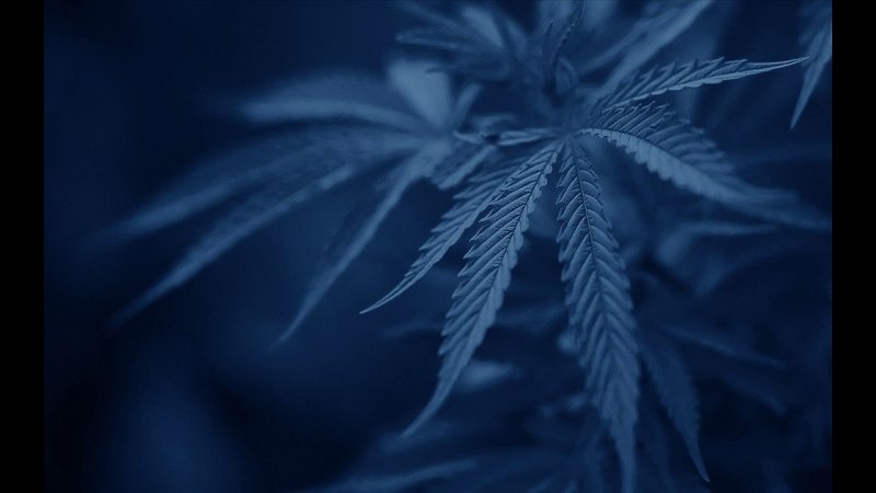 Марихуана обои