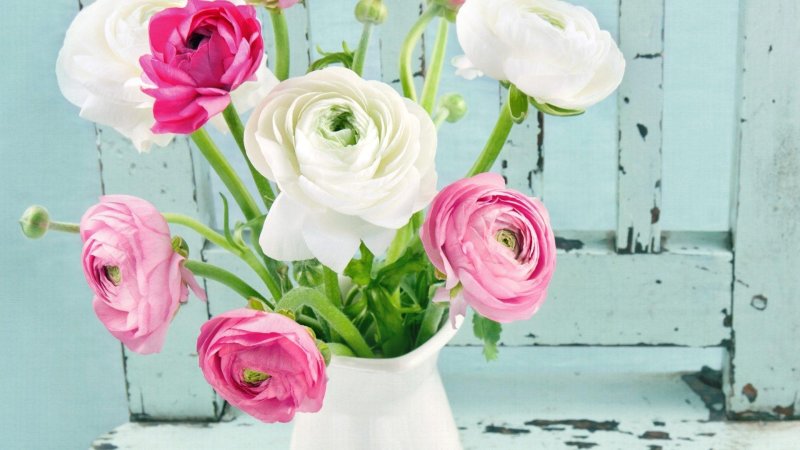 Ранункулюс малиновый