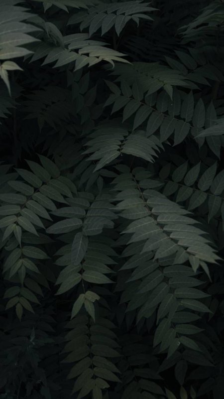 Темные листья