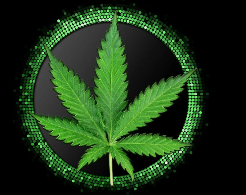 Конопля на аву