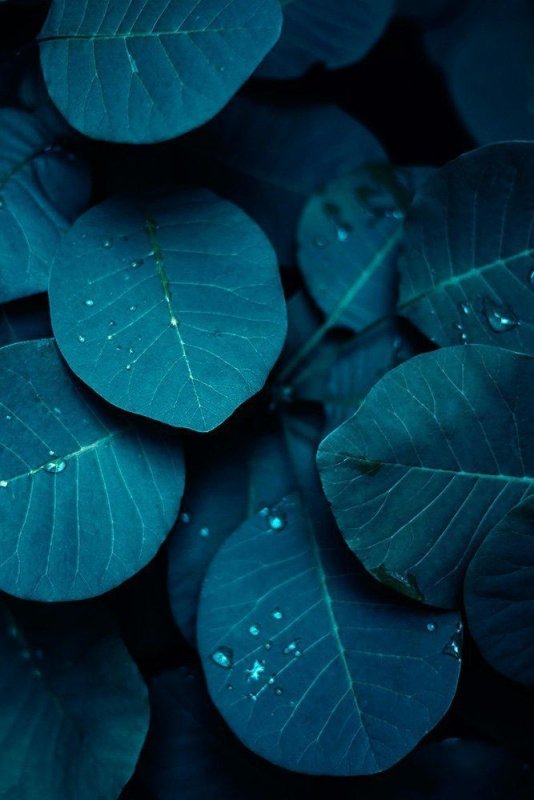 Темно зеленая листва