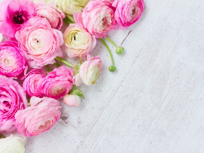 Ранункулюс розовый пионовидный