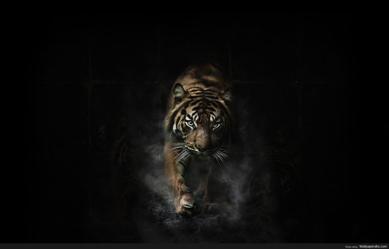 Тигр на черном фоне