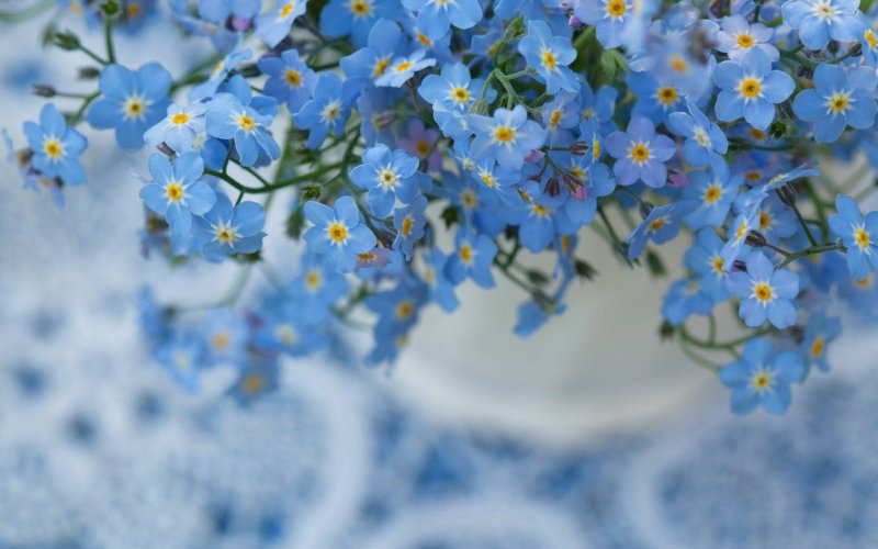 Незабудка Myosotis Myomark