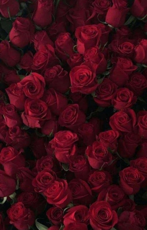 Бордовые цветы