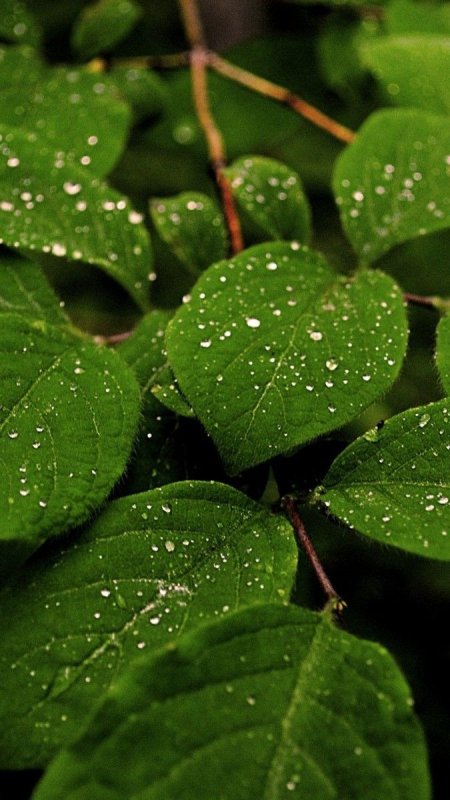 Красивые зеленые листья