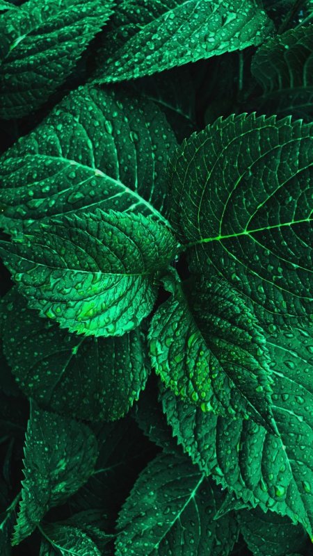 Тёмно-зелёный цвет