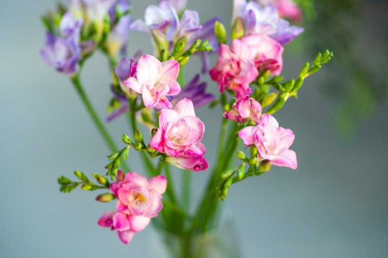 Фрезия махровая голубая