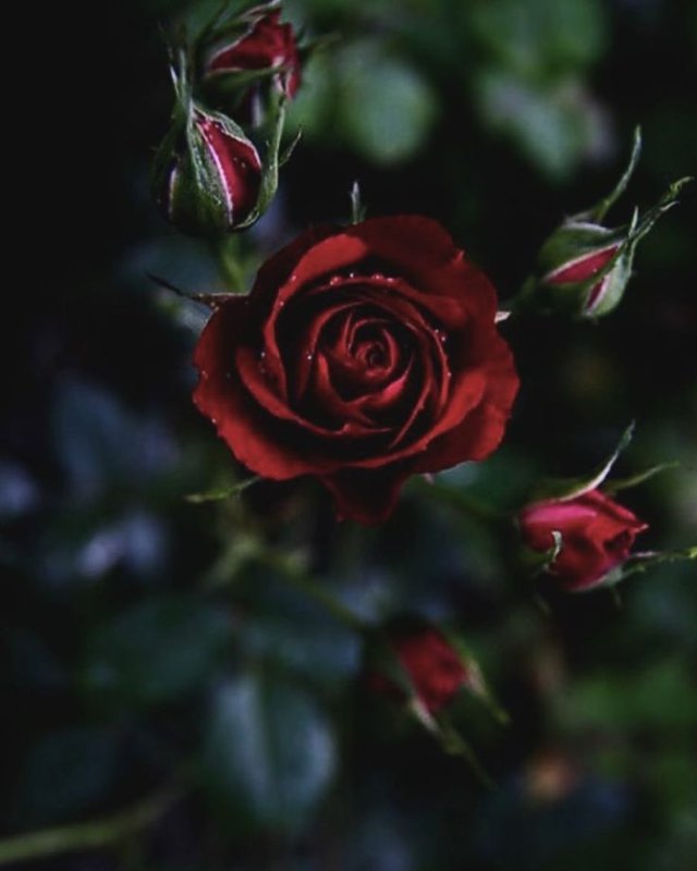 Красивые розы