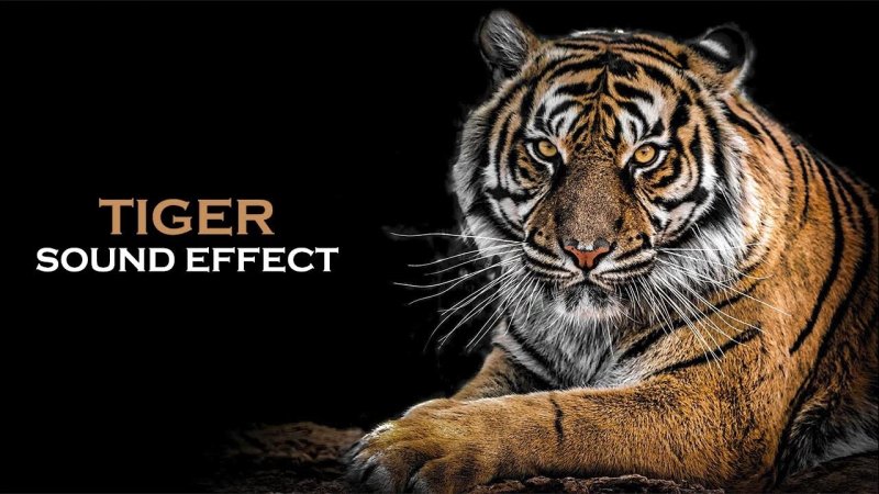 Схватка тигра и медведя