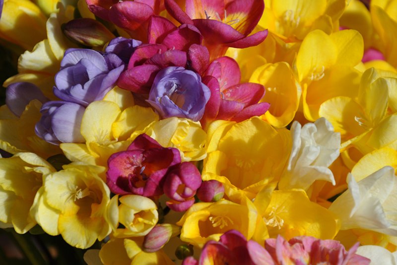 Фрезия цветок