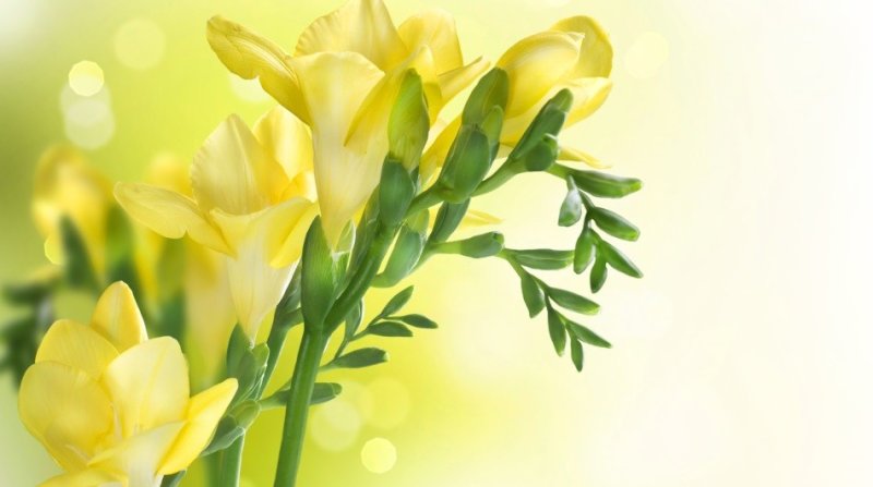 Мимоза фрезии тюльпаны