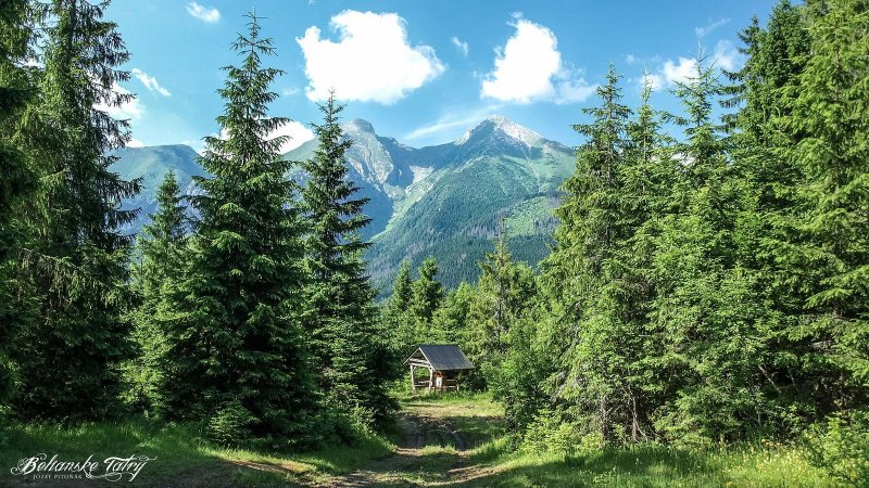 Алтайский заповедник пихта