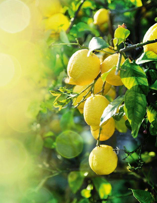 Лимон дерево