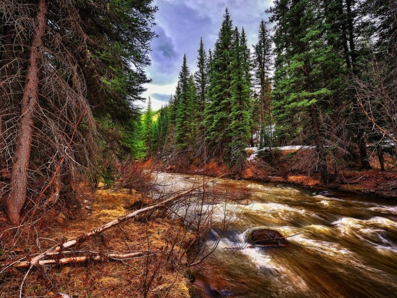 Лесная река