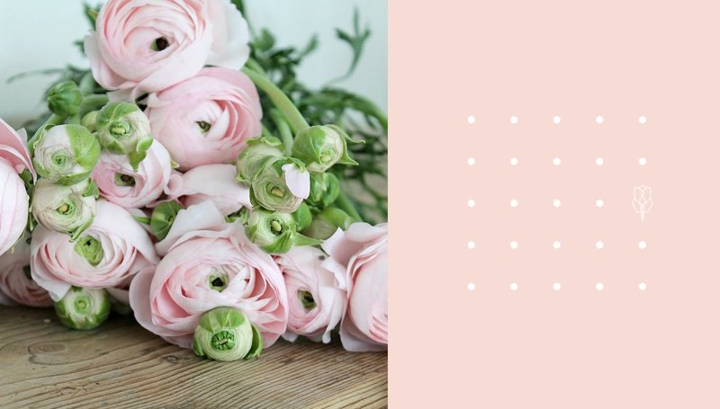 Ранункулюс белый