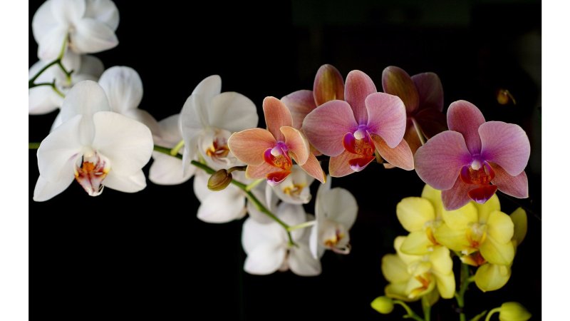 Орхидея фаленопсис