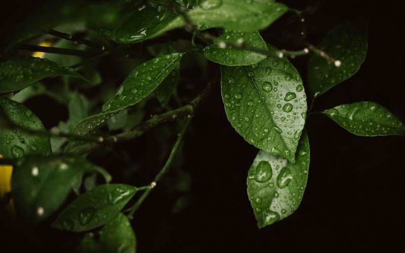 Обои листья