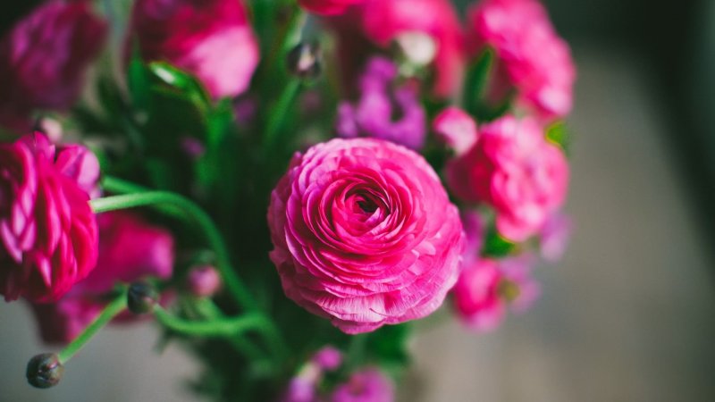 Ранункулюс Pink